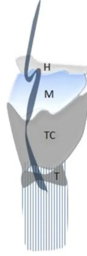 Figura 3 – O canal tireoglosso passa do foramén  cécum localizado na base da língua até ao osso  hióide (H), a membrana tireoideia (M), a cartilagem 