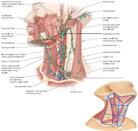 Figura 2 - Cadeias ganglionares do pescoço [26]