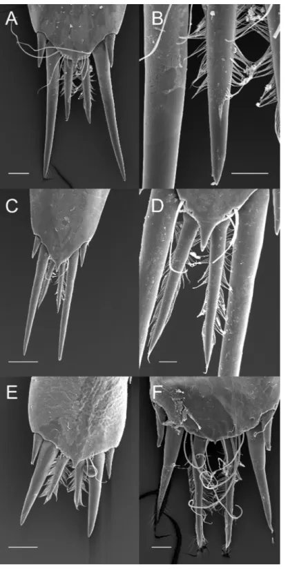 Figure 3 Ornamentation of the posterior telson margin of some Pontoniinae. (A) Palaemonella ro- ro-tumana; (B) same, detail of median setae; (C) Cuapetes americanus; (D) detail of median setae; (E) Periclimenes brevicarpalis; (F) Periclimenaeus caraibicus
