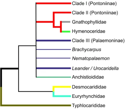 Figure 5 Cladogram of hypothesised relationships of palaemonoid taxa derived from all molecular analyses