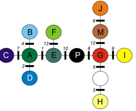 Figure 1 Minimum spanning tree (MST) presenting relationships between cpDNA haplotypes in A.