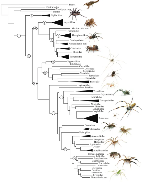 Figure 1 Summary, preferred tree, of spider relationships based on phylogenomic analyses shown in Fig