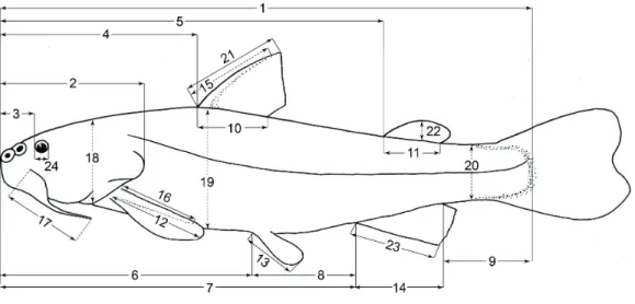 Figure 5 Morphometric character terminology used herein, in specimens in lateral view