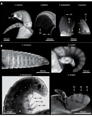 Figure 5 Flagella and aesthetascs on first antenna in different brachyuran species. (A) UV- UV-autofluorescence micrograph shows lateral and median flagellum as well as the aesthetascs from four marine species: Carcinus maenas, Percnon gibbesi, Xantho hydr
