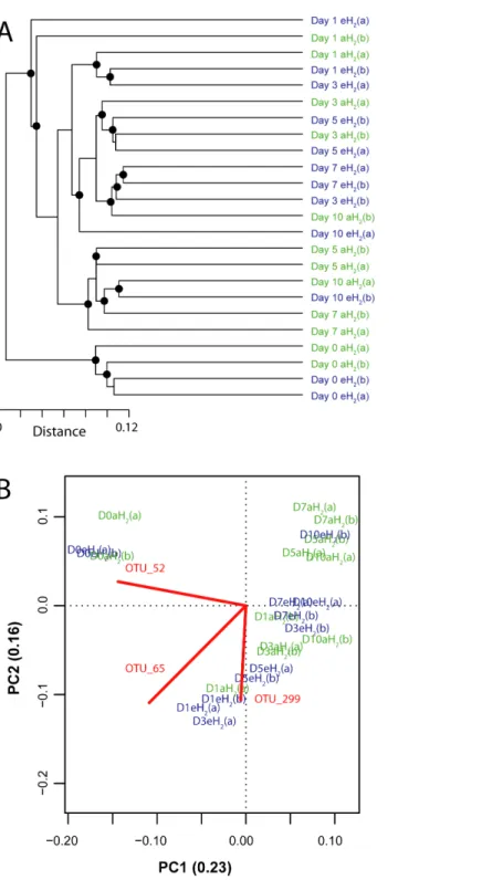 Figure 4 Influence of H 2 exposure on bacterial ribotyping profile. (A) UPGMA agglomerative cluster- cluster-ing of soil samples derived from a matrix of Euclidean distance calculated after Hellcluster-inger transformation of OTU (97% identity) absolute ab
