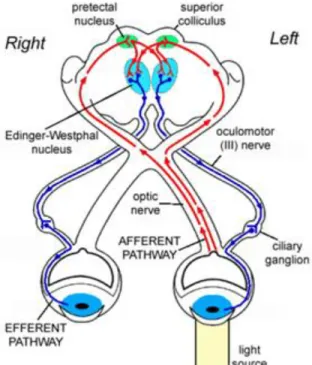 Figura 1. – Neuroanatomia do reflexo fotomotor. 