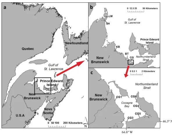 Figure 1 Map of (A) Atlantic Canada with the southern Gulf of St. Lawrence and Northumberland Strait region of New Brunswick, (B) a close-up of the five estuaries sampled: LM, Laméque; SH,  Shippa-gan; KB, Kouchibouguac; BT, Bouctouche; CG, Cocagne, and (C