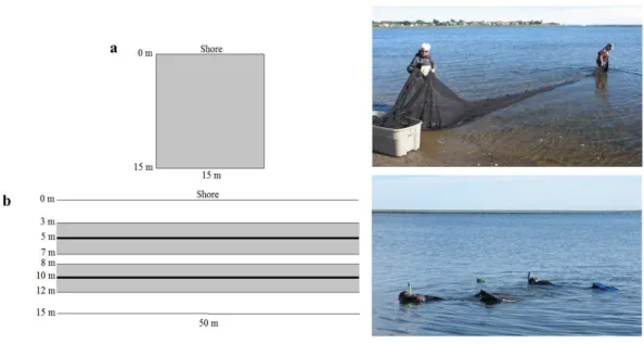 Figure 2 Sampling layout and photograph of (A) beach seine and (B) underwater visual census (UVC) surveys in nearshore shallow water with marked distances from shore and survey lengths