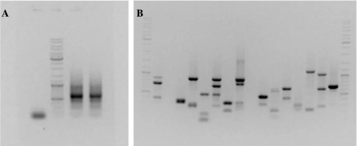 Figura  2.  Amplificação  das  sequências  alvo  dos  genes  candidatos,  a  partir  dos  primers  degenerados