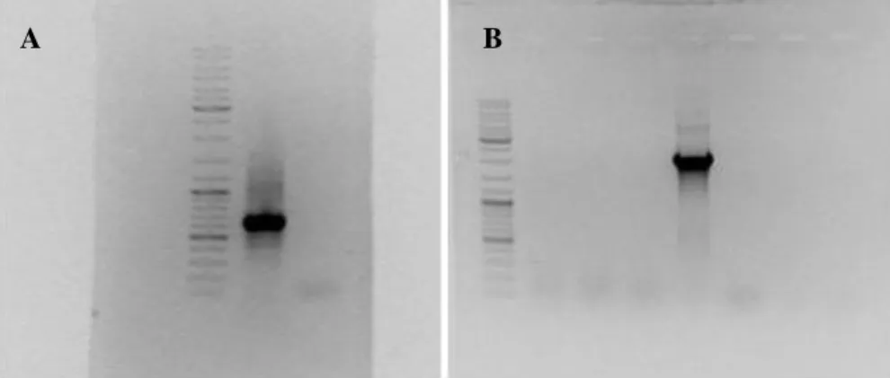 Figura  3.  Amplificação  da  região  3’  dos  genes  isolados,  a  partir  dos  primers  específicos