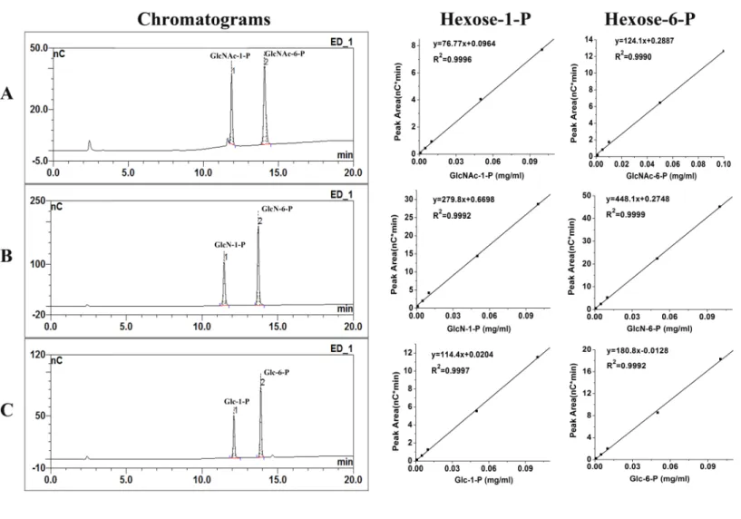 Figure 2 Chromatograms of calibration standards and their standard curves. Under the 80–720 mM sodium acetate gradient over 20 min at a flow rate of 0.5 ml/min, the calibration standards of 0.05 mg/ml GlcNAc-1-P, GlcNAc-6-P (A) ; 0.05 mg/ml GlcN-1-P, GlcN-