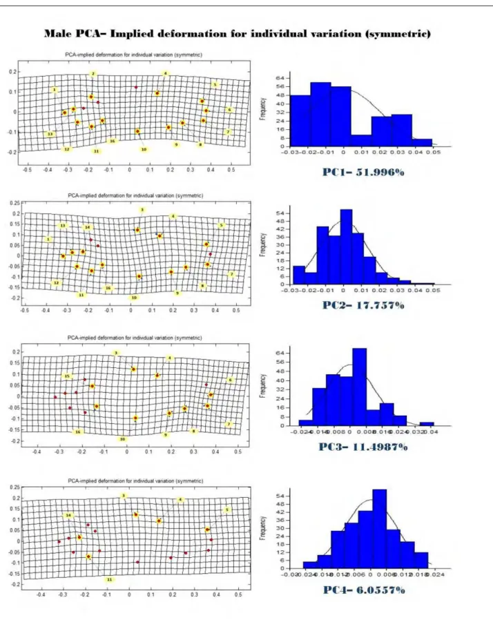 Fig. 4b  Principal Component (PC) implied deformation grid and histogram of individual (symmetric) of male P