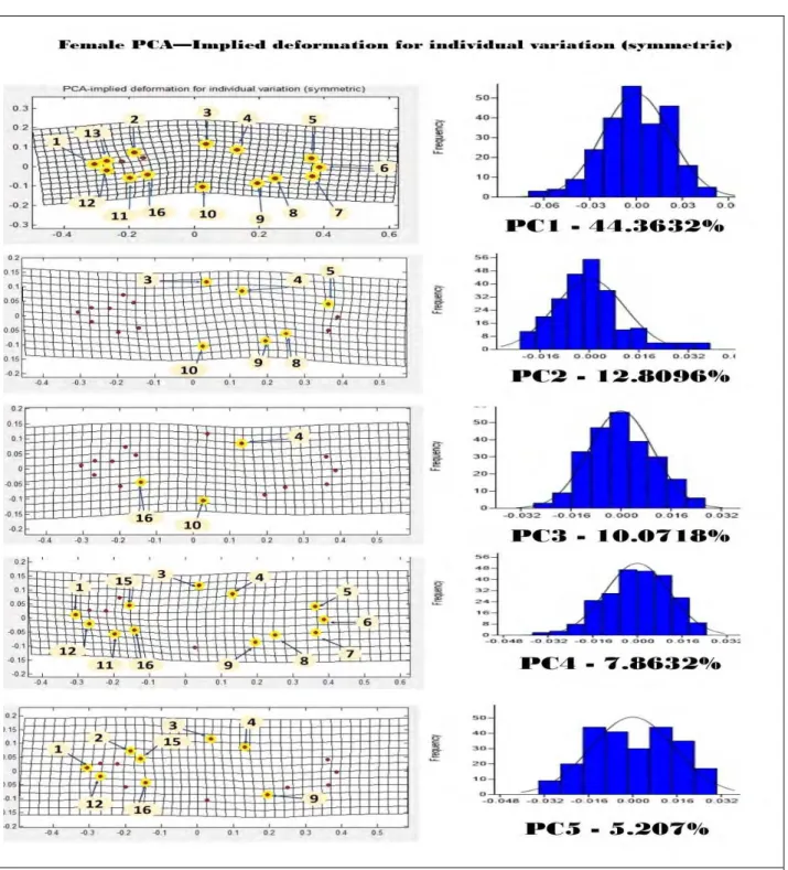 Fig. 5a Principal Component (PC) implied deformation grid and histogram of individual (symmetric) of female P