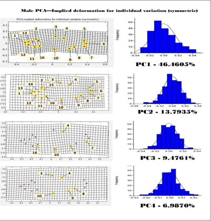 Fig. 5b Principal Component (PC) implied deformation grid and histogram of individual (symmetric) of male P