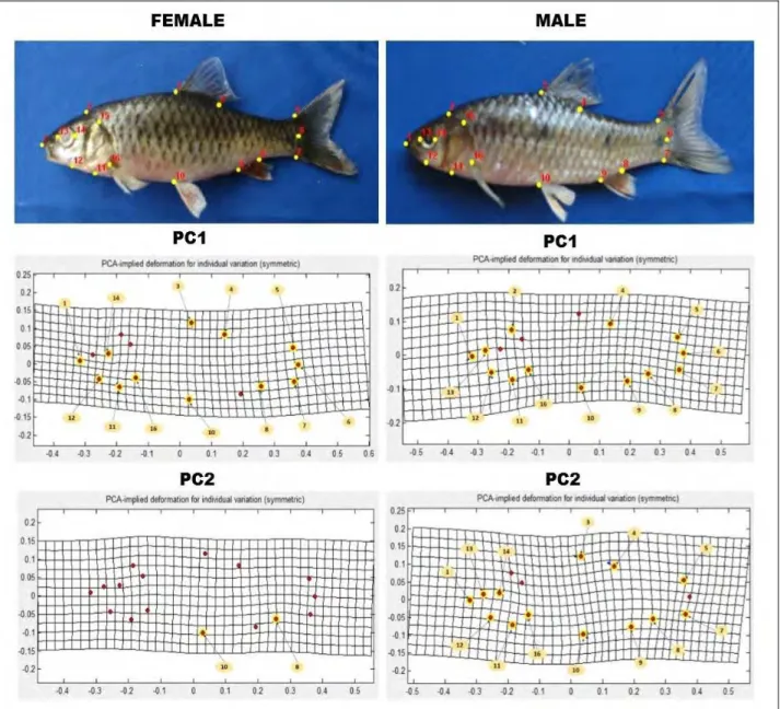 Fig. 6a Actualized picture of digitized female and male P. binotatus collected from Wawa River with affected landmarks shown         in PCA-deformation grid for PC1 and PC2