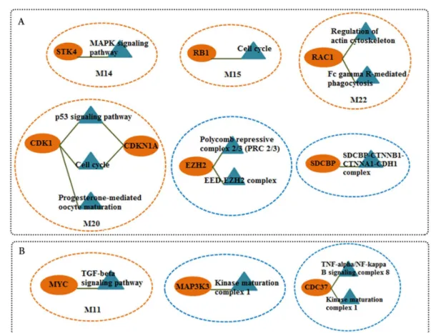 Figure 5 Candidate markers involved in functional modules and complexes. The functional enrich- enrich-ment of candidate markers in (A) CSF QQPPI network