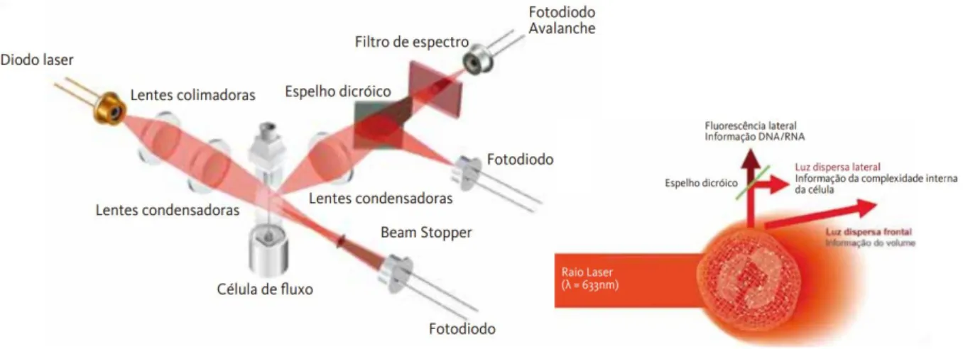 Figura 8. Tecnologia da citometria de fluxo e sinais de dispersão da luz frontal, lateral e da fluorescência  lateral [101]