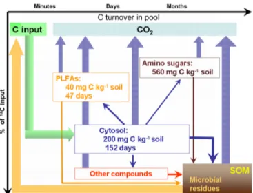 Figure 5. Dynamic relationships between microbial glucose utiliza- utiliza-tion and C turnover times in cytosol, cell membrane and cell wall components.