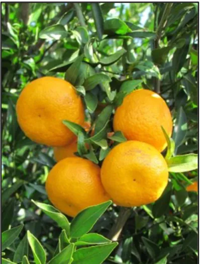Figura  2.1-  Fruto  de  tangerina 