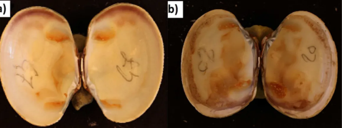 Figure 2 Photography of (A) BRD- clam and (B) BRD + clam. From Richard et al., 2015, unpublished data.