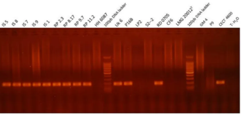Figure 3 Visualization of the PCR product in agarose gel obtained with qPCR virB4 assay for repre- repre-sentative strains of Vibrio, i.e., which were tested positive and negative for BRD development after an infection experiment