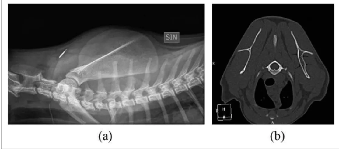 Figure 4  (a) Twenty-week follow-up mediolateral projection of the left scapula. The lesion is no longer detectable