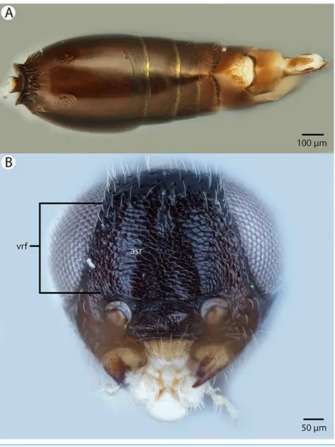 Figure 11 Brightfield image showing the head and metasoma of Conostigmus bucephalus Miko´ and Trietsch sp