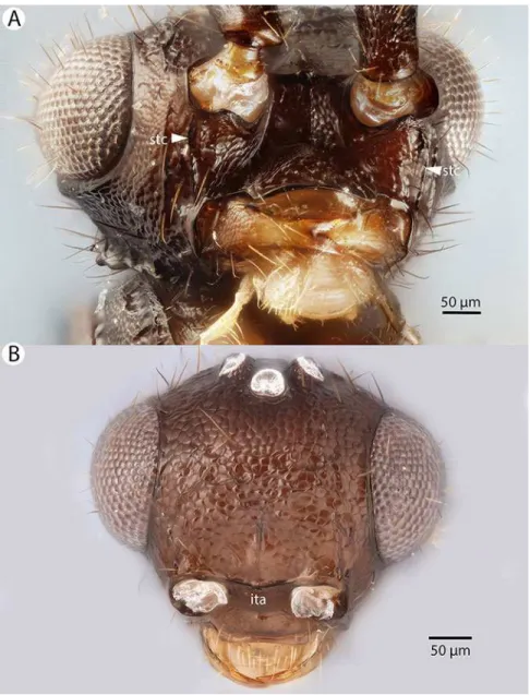 Figure 13 Brightfield image showing the head of Conostigmus clavatus Dessart, 1997. (A) Ventral view
