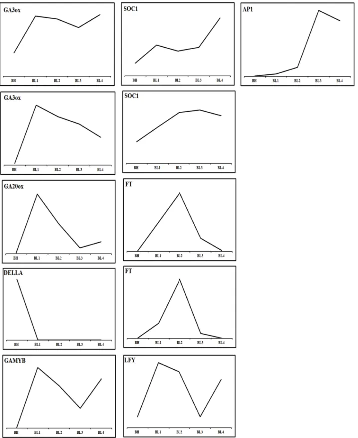 Figure 5 Expression profiles of genes of flowering time regulation pathway with high temperature and cool temperature treatment