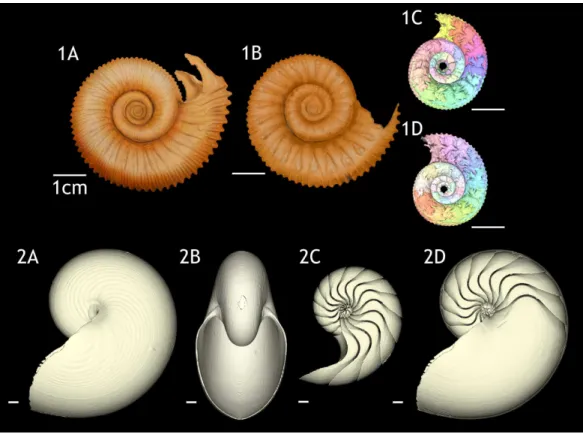 Figure 1 3D reconstructions of the two specimens of Normannites mitis, modern Nautilus pompilius (specimen 17), and their phragmocones