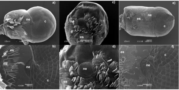 Figure 1 Electron micrographs of the dorsal region of Caridean eyes. (A–B) Cuapetes elegans, (C–D) Cinetorhynchus hendersoni