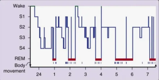 Figura 4.1 Progressão das fases do sono, durante uma noite, num jovem  adulto (5). 