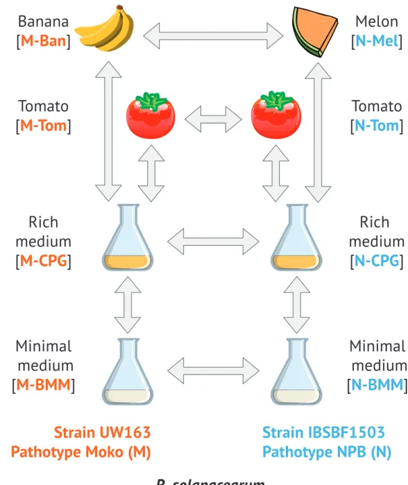 Figure 1 Experimental design. Each pictogram represents a different condition. Arrows indicate pair of condition that have been analyzed for differential gene expression