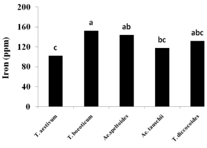 Fig 2. Fe concentration’s shoot in different species wheat (LSD 0.05 = 33.357)   