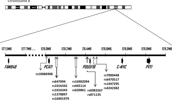 Figure 1 Schematic of 8q24 chromosomal region. Localisation of single nucleotide polymorphisms on 8q24.21 which were tested in this study and show association with prostate cancer risk and/or progression.