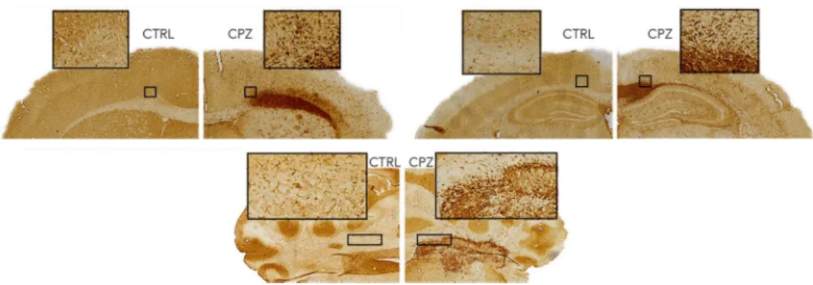 Figure 7 shows equivalent slices through the Iba1 staining for microglial activation.