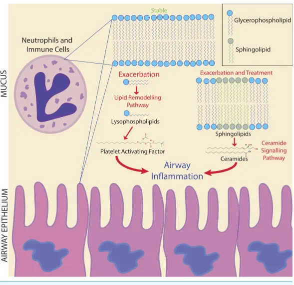 Figure 6 Potential biomarker pathways of CFPE onset identified in this study. Potential biomarker pathways of CFPE onset identified in this study