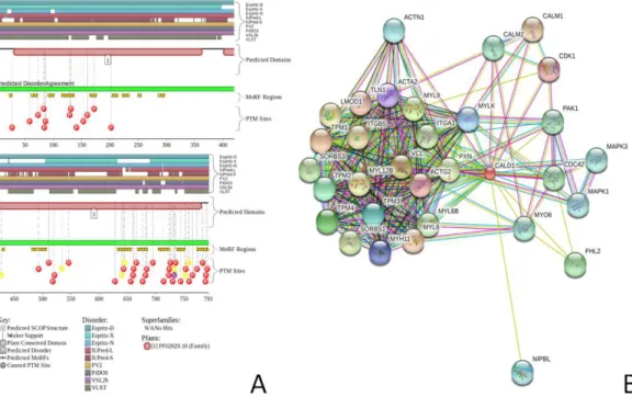 Figure 2 Evaluation of the functional intrinsic disorder propensity of the human CaD (UniProt ID: