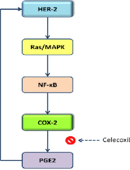 Figure  6:  HER-2  induces  COX-2  up-regulation  via  Ras/MAPK  and  NF-κB,  COX-2  is  over-expressed  and  converts AA in PG