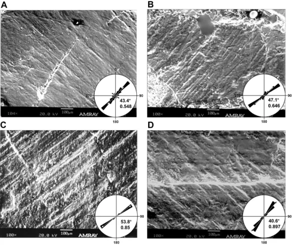 Figure 4 Micrographs of selected teeth from each of the four dental quadrants in Leptoceratops gracilis (CMN 8889)