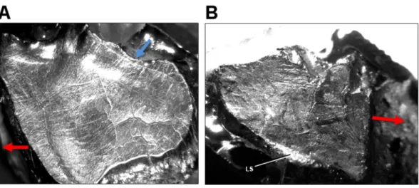 Figure 5 Light microscope images of dental microwear in additional specimens of Leptoceratops.
