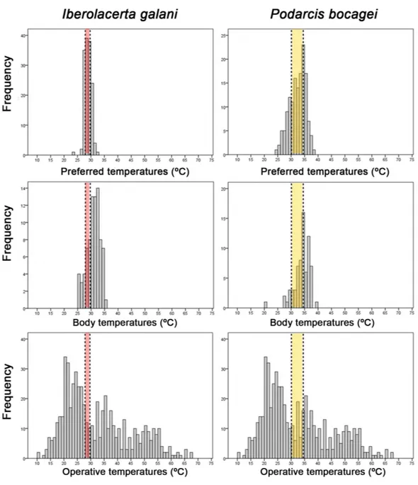 Figure 5 Themoregulation of both species. Histograms of preferred temperatures, body temperatures and operative temperatures of Iberolacerta galani and Podarcis bocagei lizards