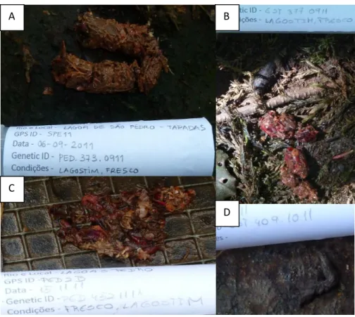 Figura  8  –  Dejetos  encontrados  na  área  de  estudo  e  identificados  geneticamente: A – Lontra; B – Visão; C - Fuinha; D -Geneta