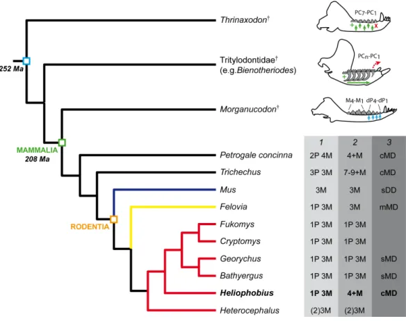 Figure 5 Phylogeny showing the dental characteristics and dynamics of some synapsids. Simplified diagrams of mandible showing the different types of cheek tooth replacement: continuous and alternate vertical replacement (small green arrows in Thrinaxodon †
