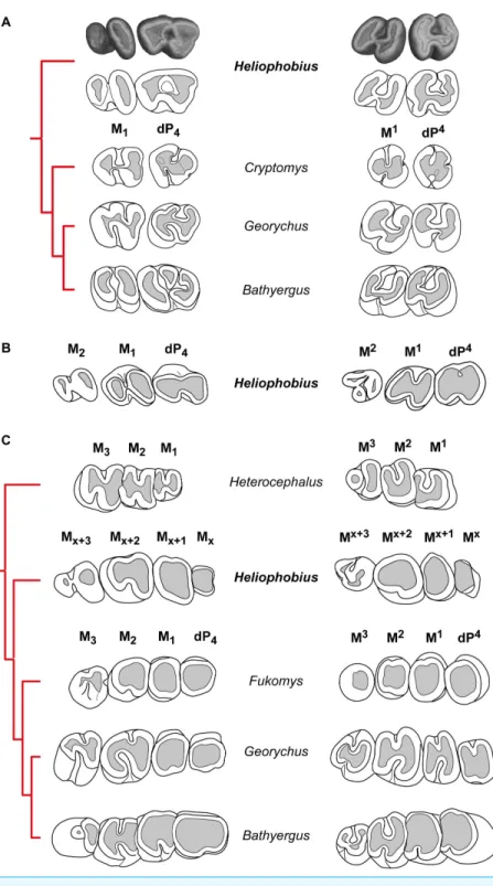 Figure 3 Dental eruptive sequence in the silvery mole-rat compared with other African mole- mole-rats