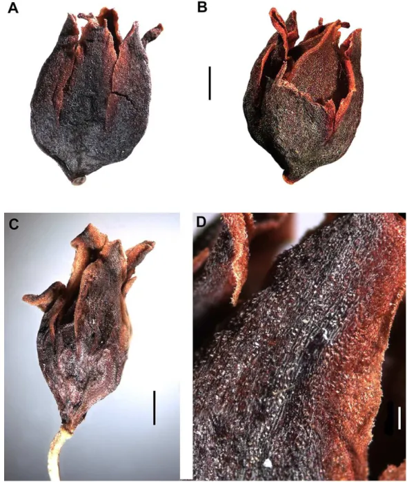 Figure 7 Flowers of Polygonum salicornioides. (A–B) Perianth in fruiting stage divided to 2/3 into five equal-sized segments surrounding the mature achene with minutely tuberculate surface