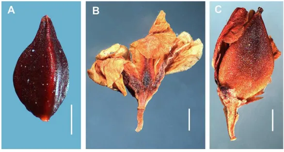 Figure 9 Achenes and perianths of Atraphaxis atraphaxiformis and A. tortuosa. (A) Achene of A