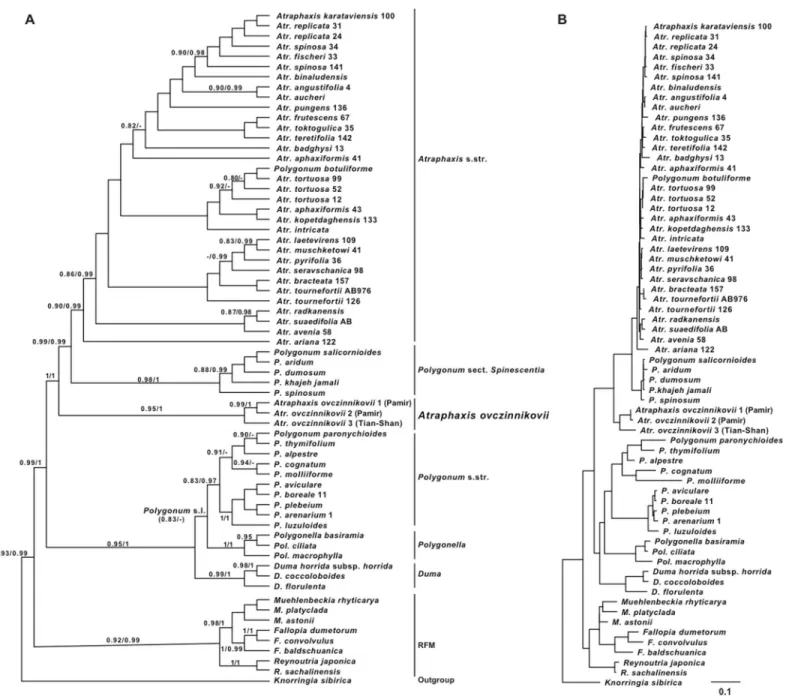 Figure 2 Plastid phylogeny of the tribe Polygoneae. (A) the best tree from ML analysis of combined plastid dataset: trnL intron + trnL–F IGS and rpl32–trnL (UAG) IGS regions of cpDNA ( - log likelihood: 12644.7663)