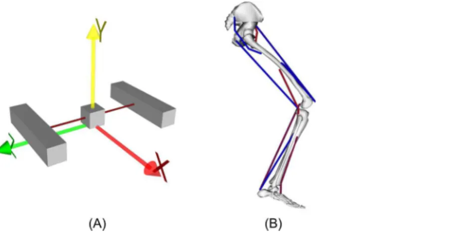 Figure 2 OpenSim models used in this project. (A) Simple model with 1 degree of freedom and two muscles
