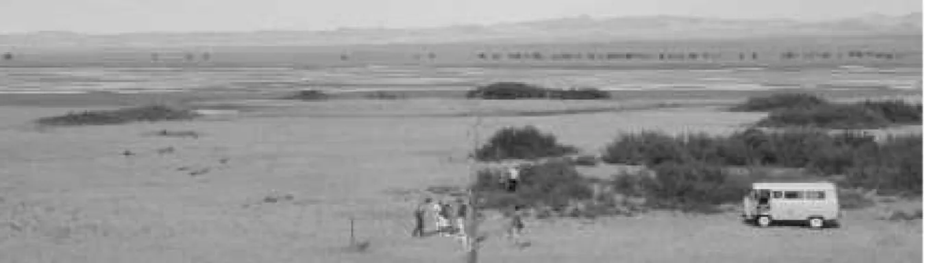 Figure 5. Grove of Hippophae rhamnoides establishing in the release site of the Przewalski’s horses.